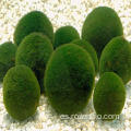 Algas verdes 100% naturales en polvo en polvo de espirulina